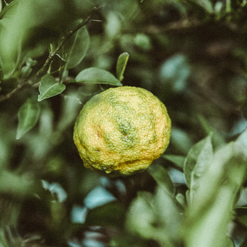 Yuzu