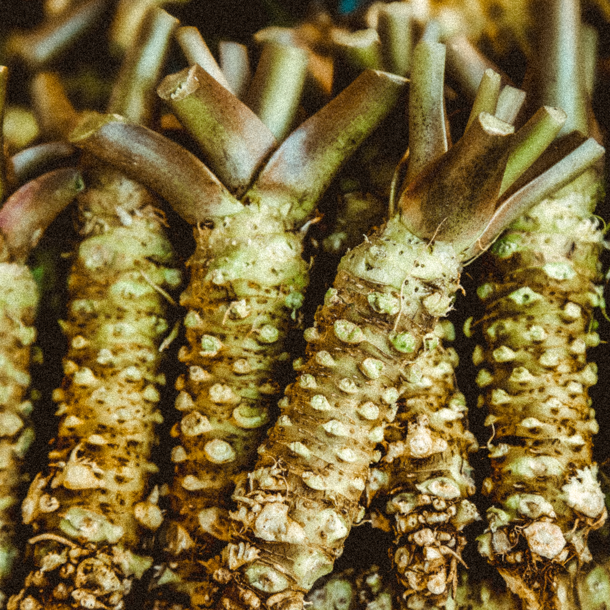 Fresh wasabi roots to make japanese food