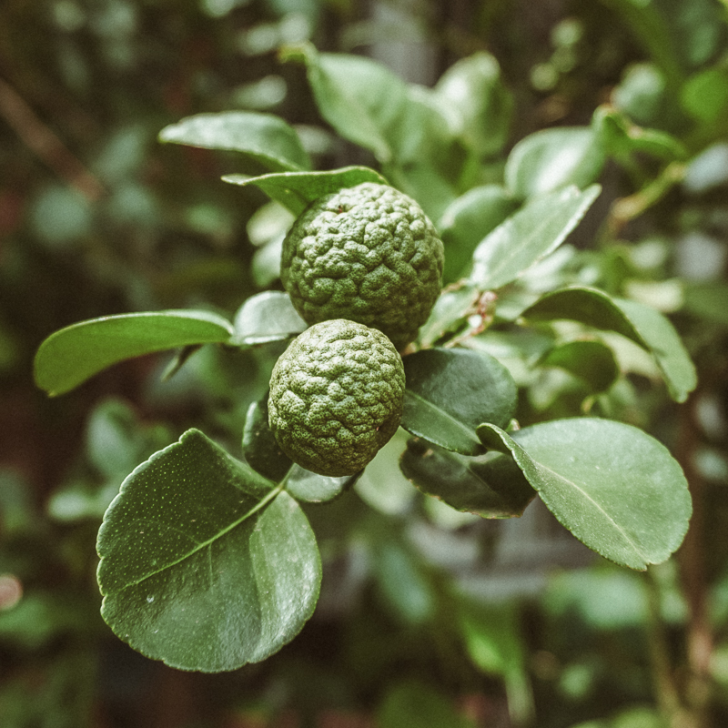 Kaffir Limes