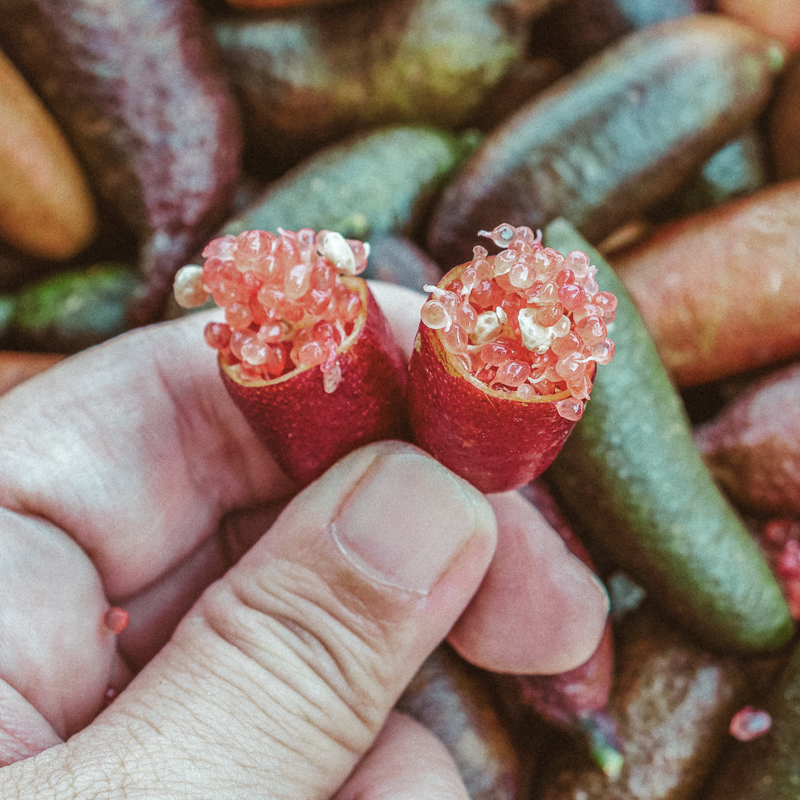 Finger lime or caviar lime of Australian cut in half, it is edible fruits used for cooking gourmet cuisine. Woman hand holding fresh Citrus australasica.