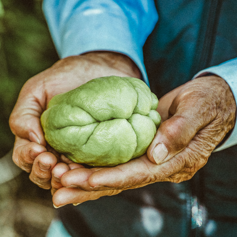 Chayote is held by the farmer