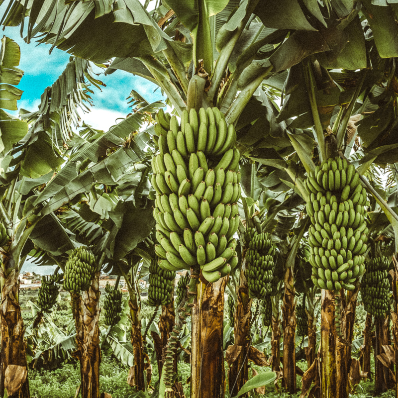 Green tropical banana fruits close-up on banana plantation