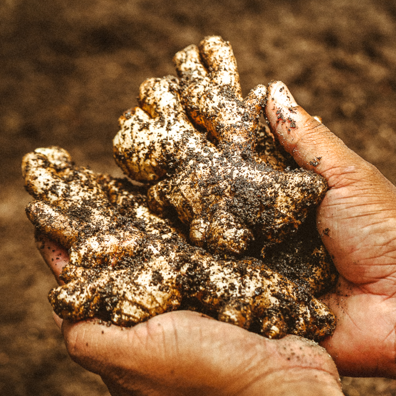 Hand holding some newly harvested ginger