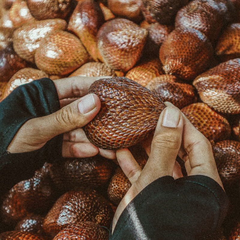 A person's hand holds a fresh salak fruit, known as snake fruit, surrounded by a pile of the fruit at a market stall. Fresh Salak Fruit From Market Stall Background.