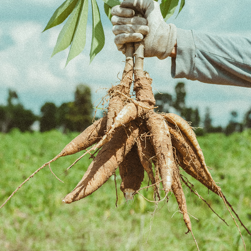 Cassava harvest