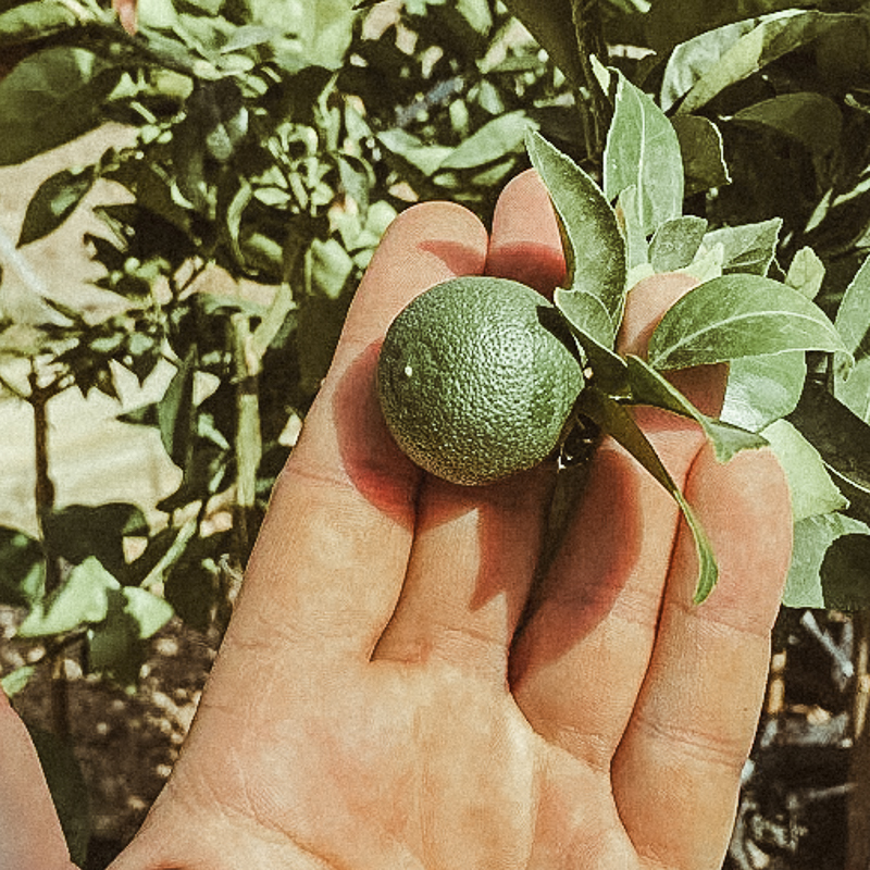 Sudachi in a hand
