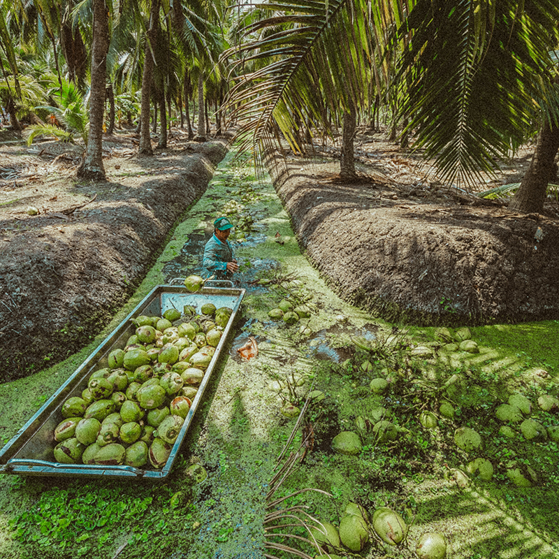 man picks up the coconut from the water