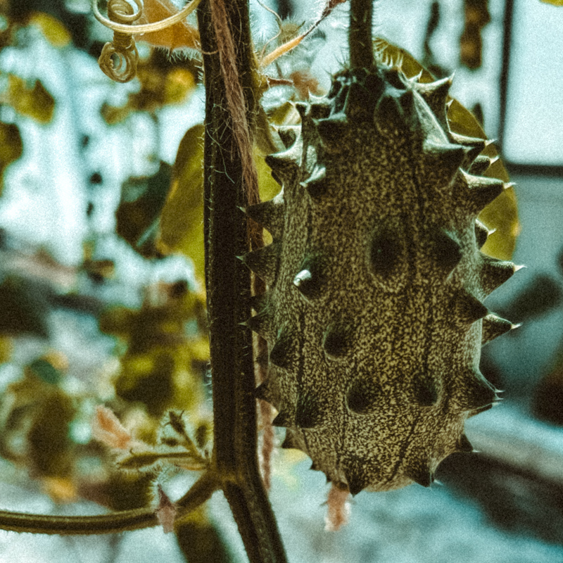 Horned melon hanging on a plant