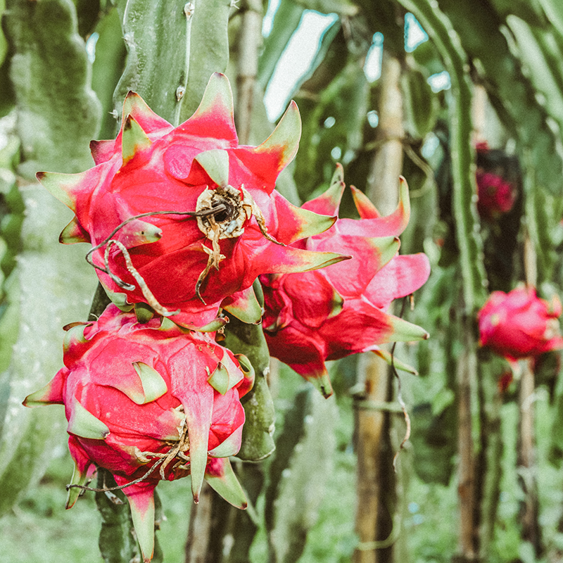 ripe pitahaya fruit growing on the pitahaya tree