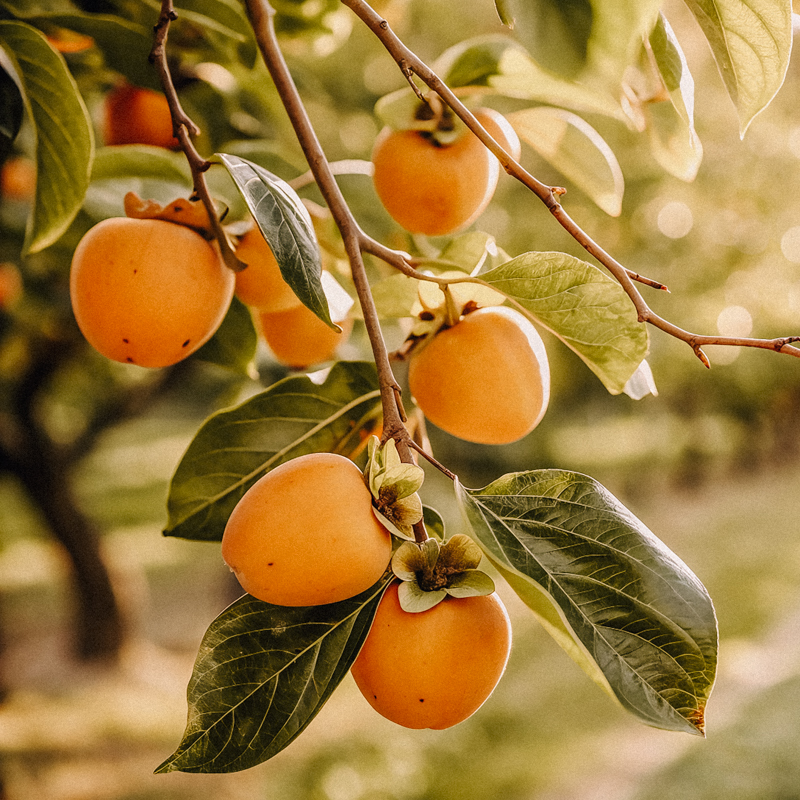 Ripe persimmons hang on a tree branch in an orchard, illuminated