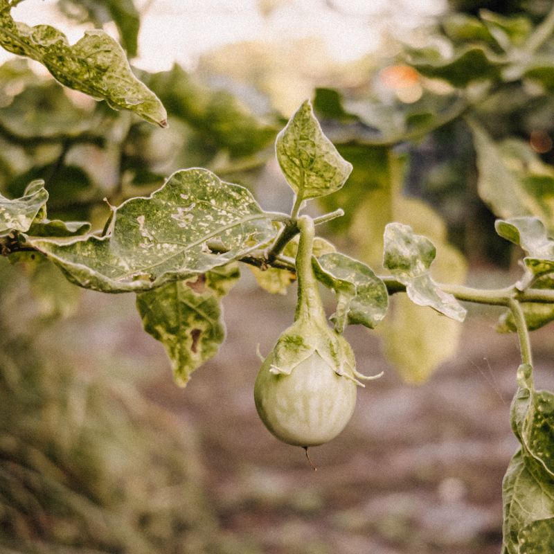 Thai Eggplant Green Brinjal Thai Eggplant Green Brinjal